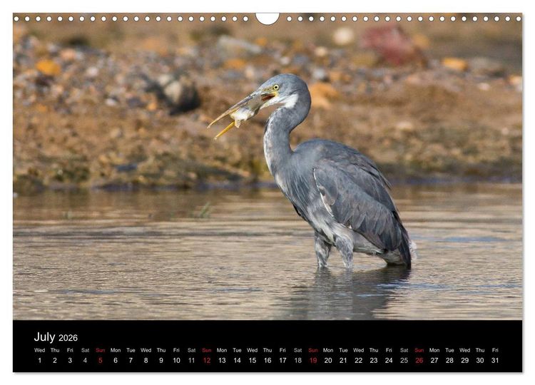 Produktbild: World of Heron (Wall Calendar 2026 DIN A3 landscape), CALVENDO 12 Month Wall Calendar