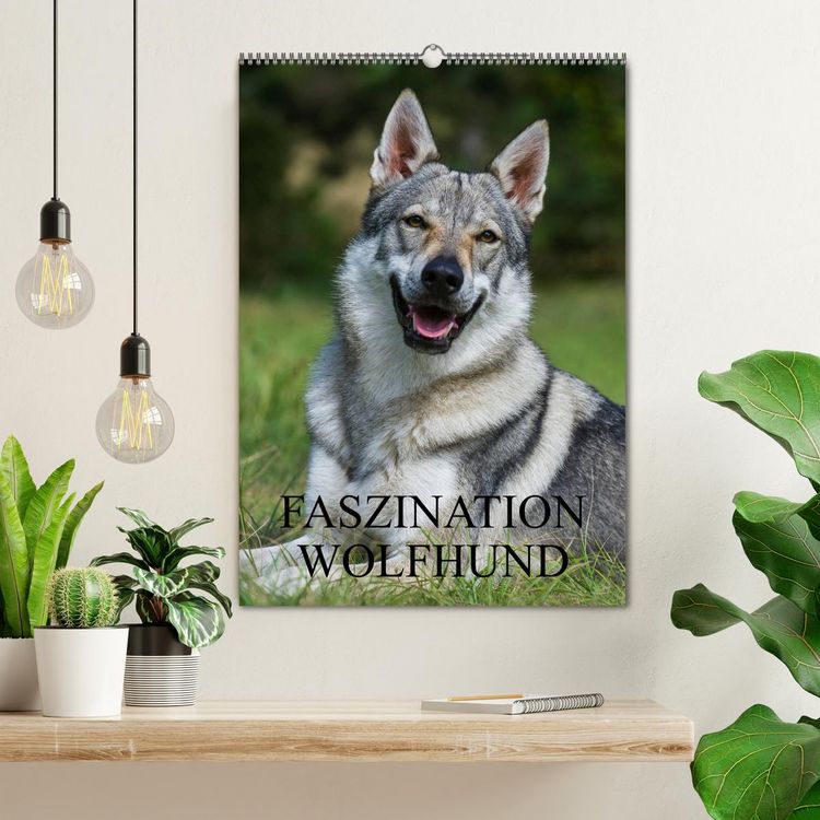 Produktbild: Faszination Wolfhund (Wandkalender 2026 DIN A2 hoch), CALVENDO Monatskalender