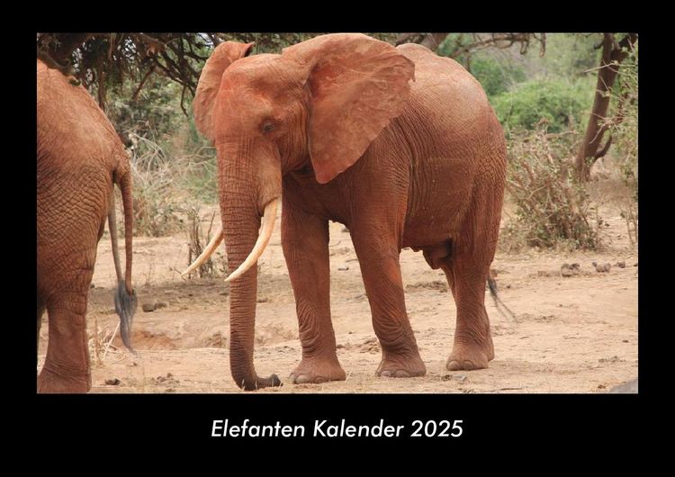 Produktbild: Elefanten Kalender 2025 Fotokalender DIN A3