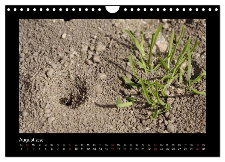 Produktbild: Die Wildbienen Deutschlands (Wandkalender 2026 DIN A4 quer), CALVENDO Monatskalender