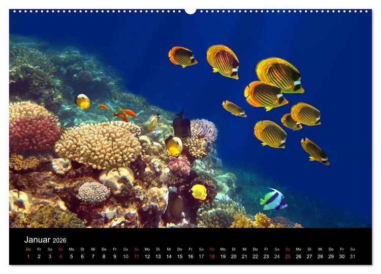Produktbild: Riffleben - Einfach mal abtauchen (hochwertiger Premium Wandkalender 2026 DIN A2 quer), Kunstdruck in Hochglanz