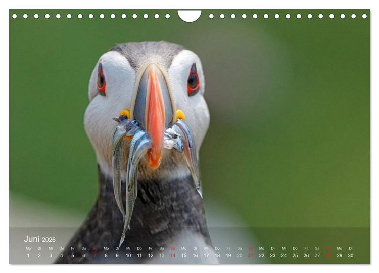 Produktbild: Nordatlantische Seev&ouml;gel (Wandkalender 2026 DIN A4 quer), CALVENDO Monatskalender