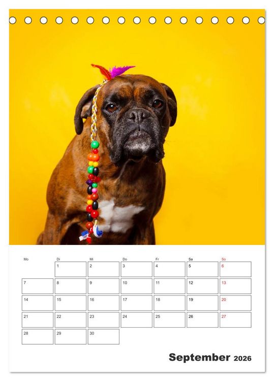 Produktbild: colorful world of boxer 2026 (Tischkalender 2026 DIN A5 hoch), CALVENDO Monatskalender