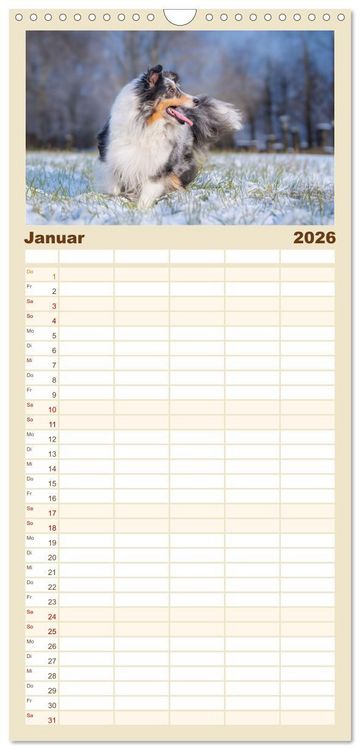 Produktbild: Familienplaner 2026 - Sheltie - Ein St&uuml;ck vom Gl&uuml;ck mit 5 Spalten (Wandkalender, 21 x 45 cm) CALVENDO