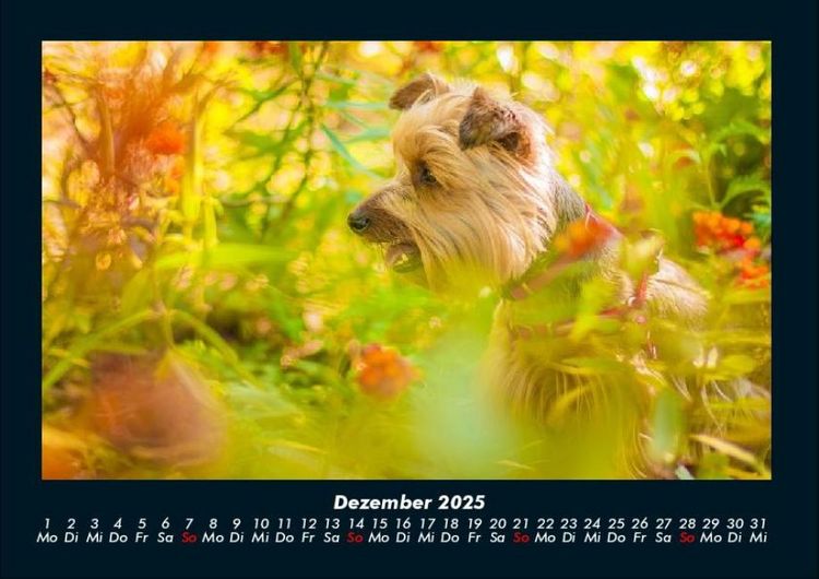 Produktbild: Blumenkalender 2025 Fotokalender DIN A4