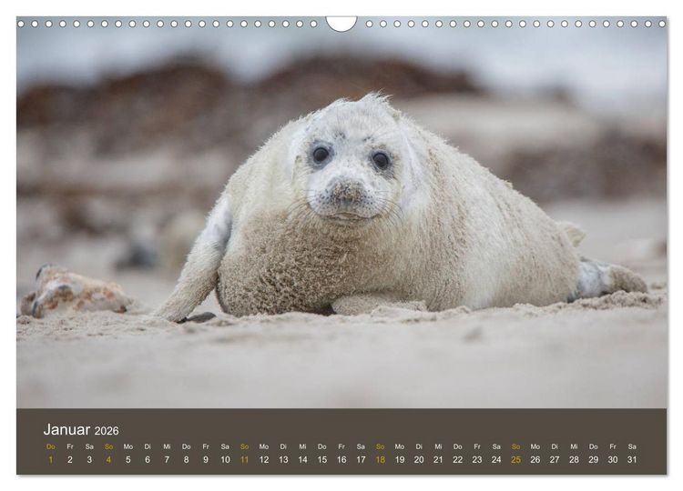 Produktbild: Robben auf der Helgol&auml;nder D&uuml;ne (Wandkalender 2026 DIN A3 quer), CALVENDO Monatskalender
