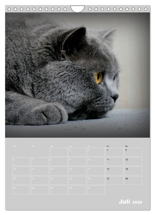 Produktbild: Graue Engel - Britischkurzhaar-Katzen (Wandkalender 2026 DIN A4 hoch), CALVENDO Monatskalender