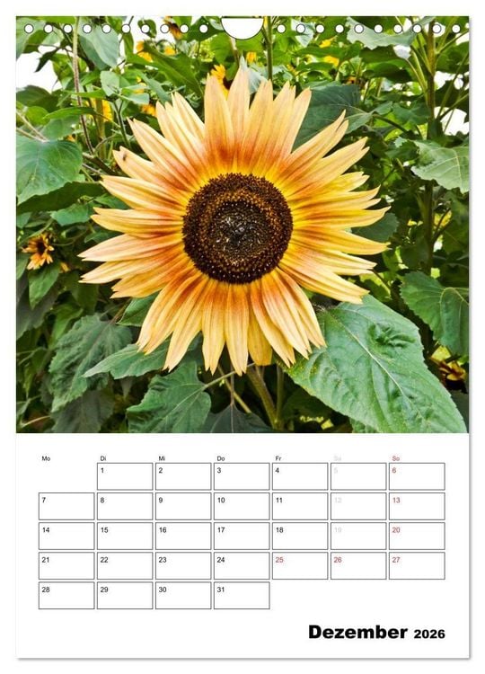Produktbild: Strahlende Sonnenblumen (Wandkalender 2026 DIN A4 hoch), CALVENDO Monatskalender