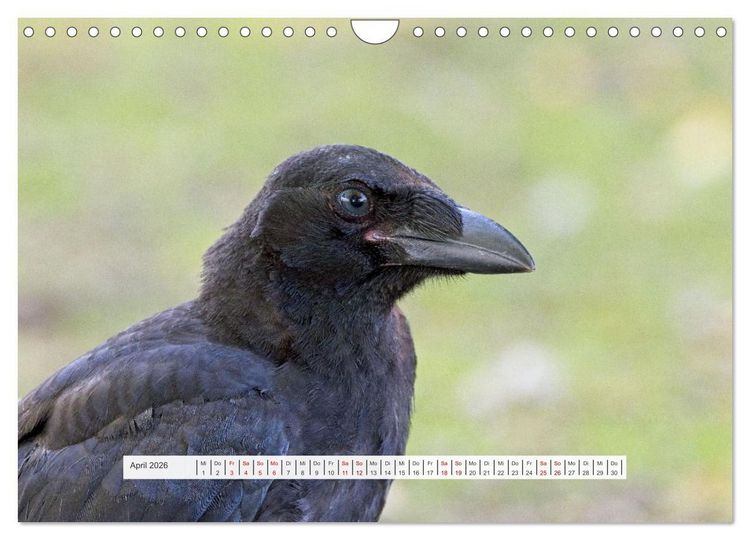 Produktbild: Kr&auml;henkinder - Schwarz, niedlich und immer hungrig (Wandkalender 2026 DIN A4 quer), CALVENDO Monatskalender
