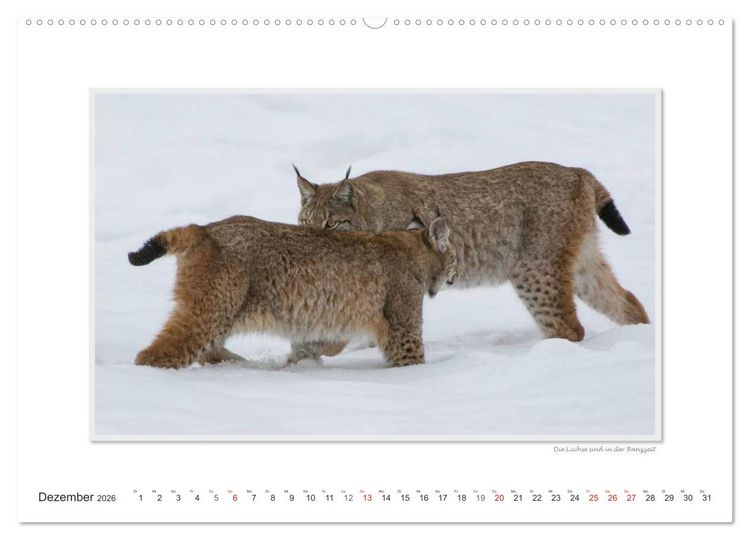 Produktbild: Emotionale Momente: Tierischer Sex. (Wandkalender 2026 DIN A2 quer), CALVENDO Monatskalender