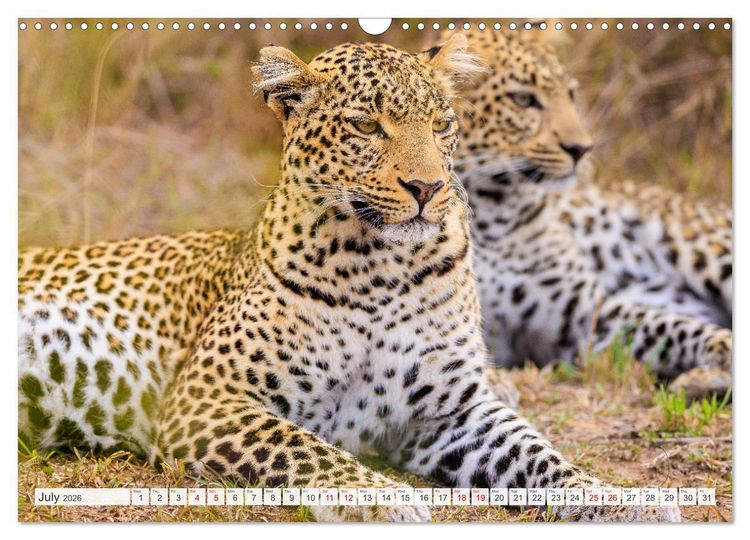 Produktbild: African Cats in impressive portraits (Wall Calendar 2026 DIN A3 landscape), CALVENDO 12 Month Wall Calendar