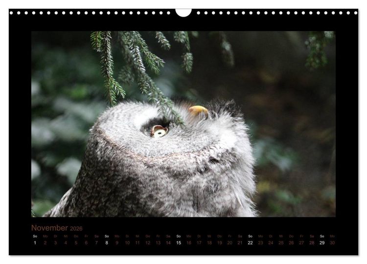 Produktbild: Eulen und K&auml;uze (Wandkalender 2026 DIN A3 quer), CALVENDO Monatskalender