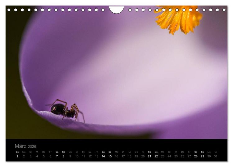 Produktbild: Natur im Detail (Wandkalender 2026 DIN A4 quer), CALVENDO Monatskalender