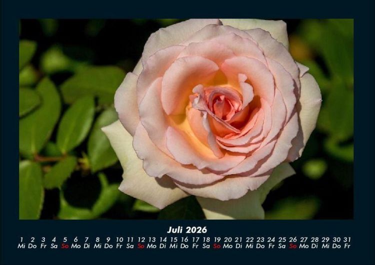 Produktbild: Blumenkalender 2026 Fotokalender DIN A4