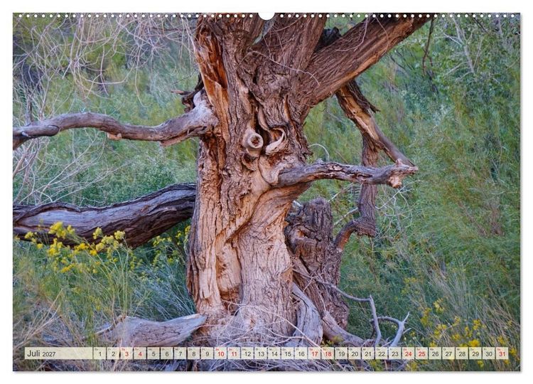 Produktbild: Geisterb&auml;ume (Wandkalender 2027 DIN A2 quer), CALVENDO Monatskalender