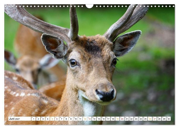 Produktbild: 12 Monate Natur (Wandkalender 2027 DIN A3 quer), CALVENDO Monatskalender