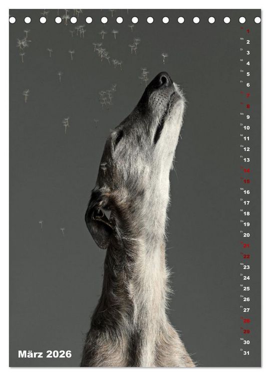Produktbild: dogmuse deluxe (Tischkalender 2026 DIN A5 hoch), CALVENDO Monatskalender