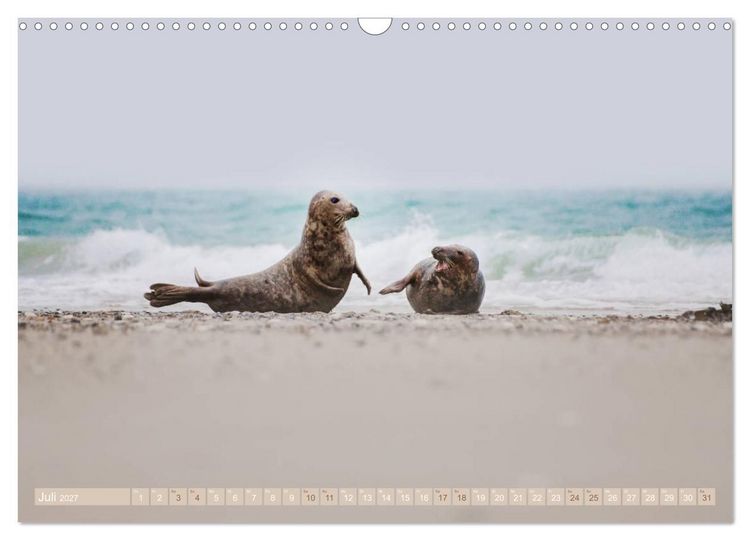 Produktbild: Kegelrobben - Die Kegelrobben von Helgoland (Wandkalender 2027 DIN A3 quer), CALVENDO Monatskalender