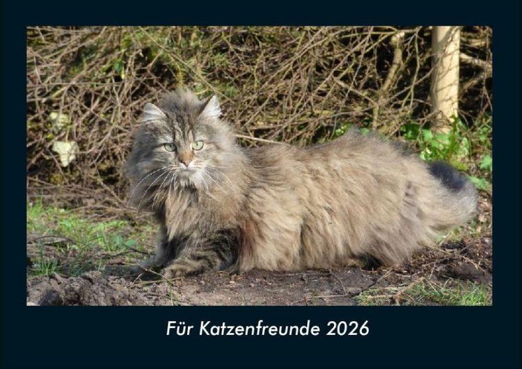 Produktbild: F&uuml;r Katzenfreunde 2026 Fotokalender DIN A4