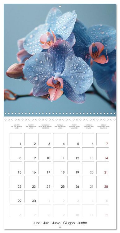 Produktbild: colorful orchid family planner (Wall Calendar 2026 12 &times; 12 Inch) CALVENDO 12 Month Wall Calendar