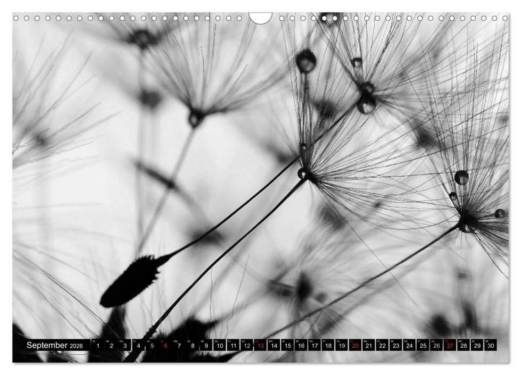 Produktbild: Pusteblume - Impressionen in schwarzwei&szlig; (Wandkalender 2026 DIN A3 quer), CALVENDO Monatskalender