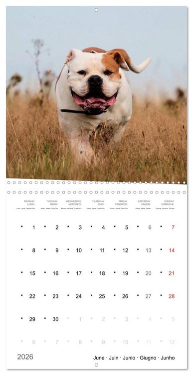 Produktbild: American Bulldog (Wall Calendar 2026 12 &times; 12 Inch) CALVENDO 12 Month Wall Calendar