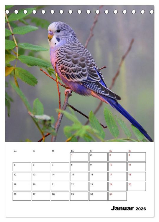 Produktbild: Der Wellensittich - mein bester Freund (Tischkalender 2026 DIN A5 hoch), CALVENDO Monatskalender