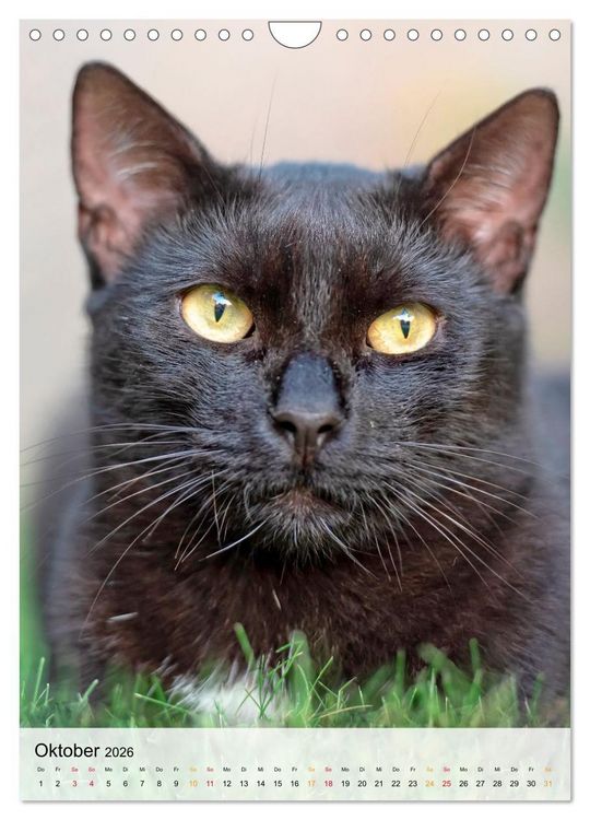 Produktbild: Katzen - s&uuml;&szlig; und kuschelig (Wandkalender 2026 DIN A4 hoch), CALVENDO Monatskalender