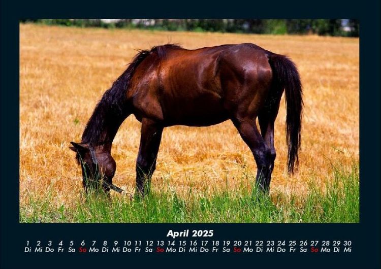 Produktbild: Die Welt der Pferde 2025 Fotokalender DIN A4