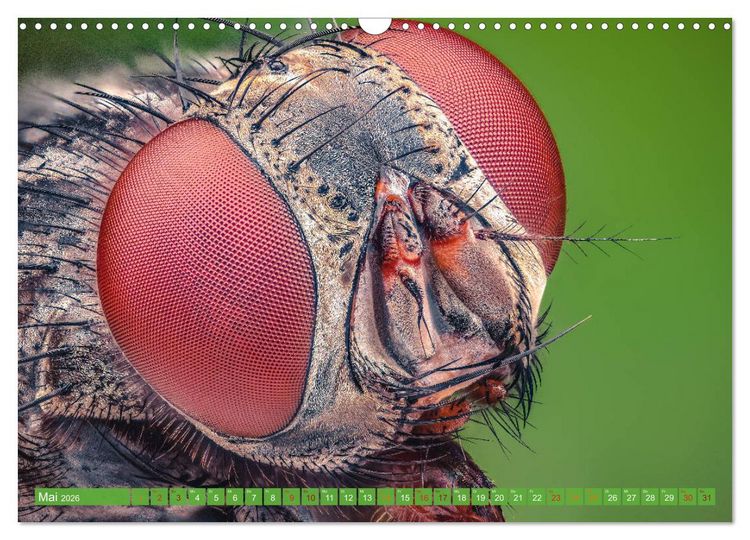 Produktbild: Extreme Makroaufnahmen - Insekten so nah wie nie (Wandkalender 2026 DIN A3 quer), CALVENDO Monatskalender