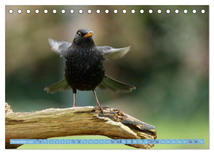 Produktbild: Amsel - Schwarzdrossel fotografiert von Ostfriesenfotografie (Tischkalender 2026 DIN A5 quer), CALVENDO Monatskalender