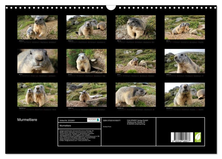 Produktbild: Murmeltiere (Wandkalender 2026 DIN A3 quer), CALVENDO Monatskalender