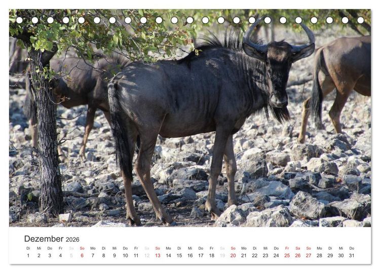 Produktbild: Namibia - Tierische Vielfalt (Tischkalender 2026 DIN A5 quer), CALVENDO Monatskalender