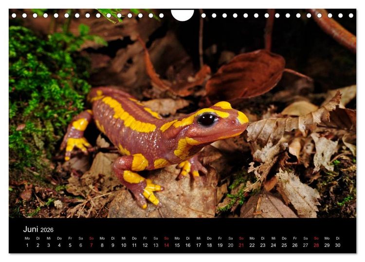 Produktbild: Salamander und Molche (Wandkalender 2026 DIN A4 quer), CALVENDO Monatskalender
