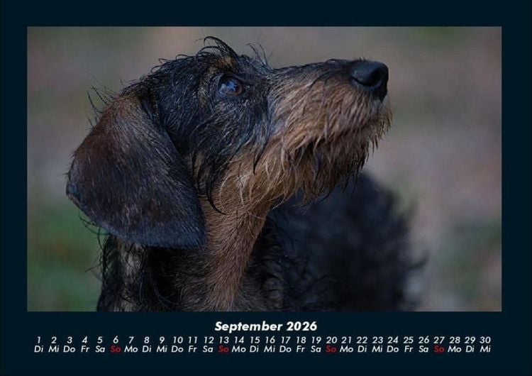 Produktbild: Haustierkalender 2026 Fotokalender DIN A4
