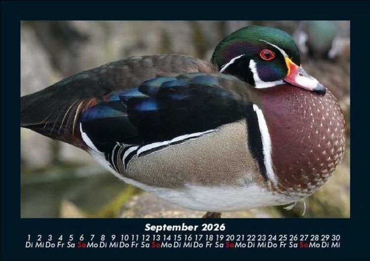 Produktbild: Enten 2026 Fotokalender DIN A5