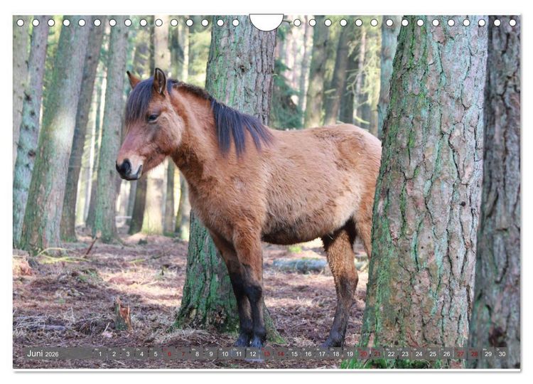 Produktbild: D&uuml;lmener Wildpferde - Wildpferde im Meerfelder Bruch (Wandkalender 2026 DIN A4 quer), CALVENDO Monatskalender