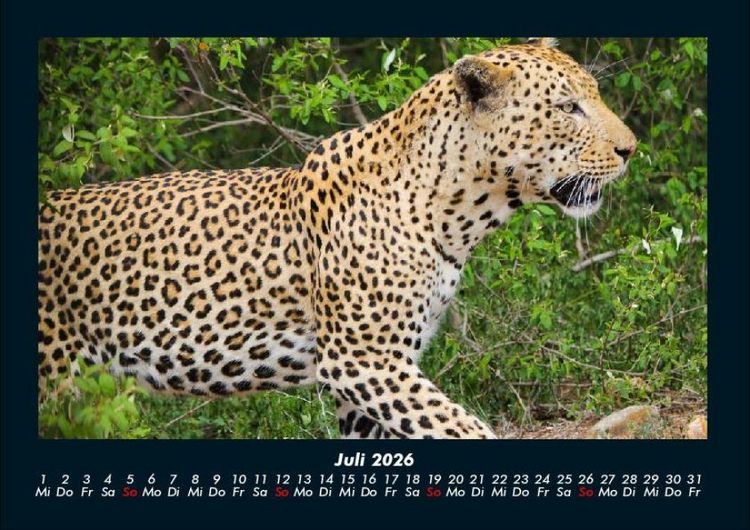 Produktbild: Welt der Tiere 2026 Fotokalender DIN A4