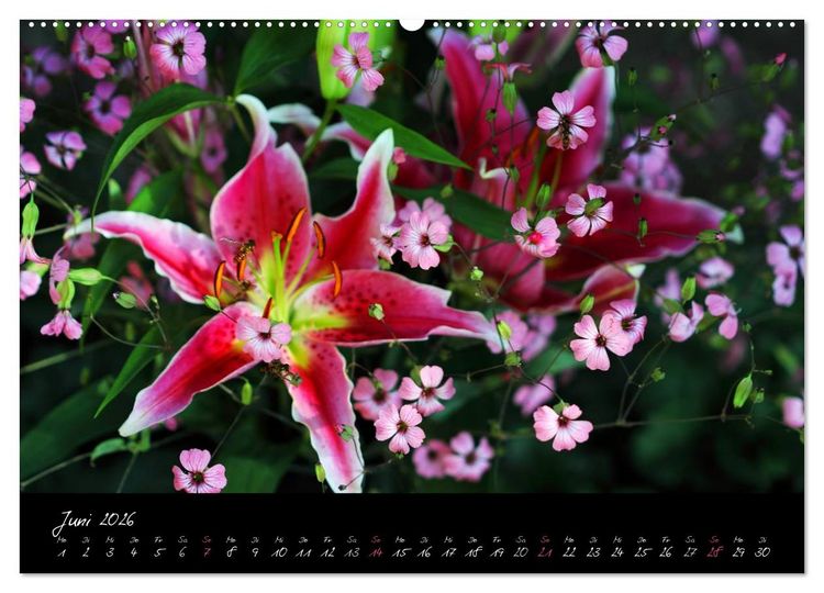 Produktbild: Florales Sonett - Visuelle Musik der Blumen (Wandkalender 2026 DIN A2 quer), CALVENDO Monatskalender