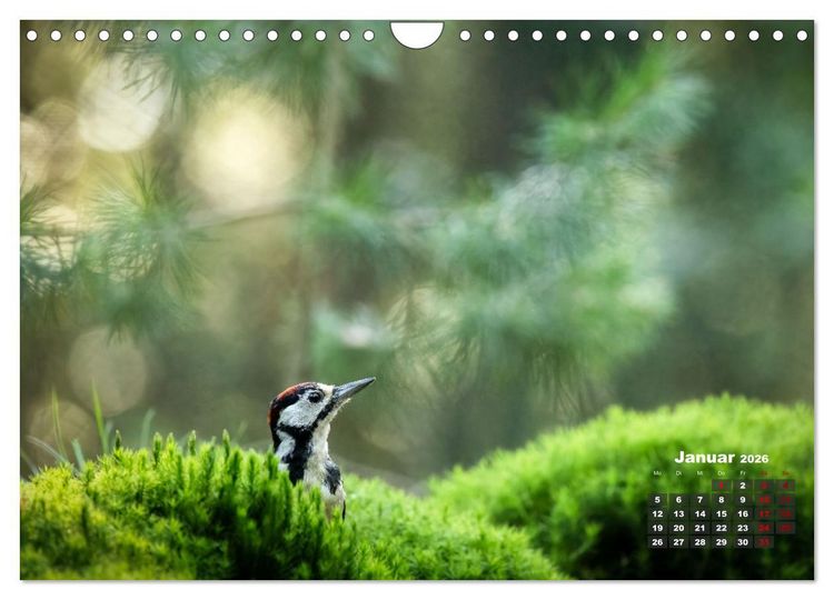 Produktbild: V&ouml;gel in heimischen W&auml;ldern (Wandkalender 2026 DIN A4 quer), CALVENDO Monatskalender