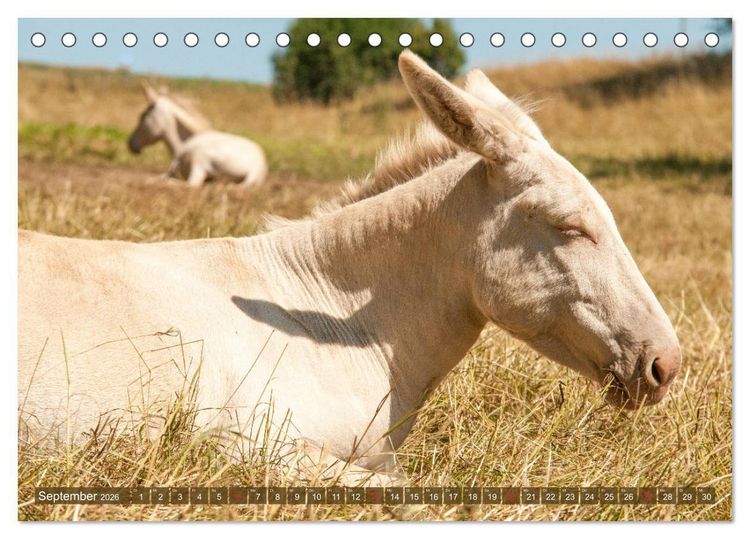 Produktbild: Lichtbringer - &Ouml;sterreichisch-Ungarische Barockesel (Tischkalender 2026 DIN A5 quer), CALVENDO Monatskalender