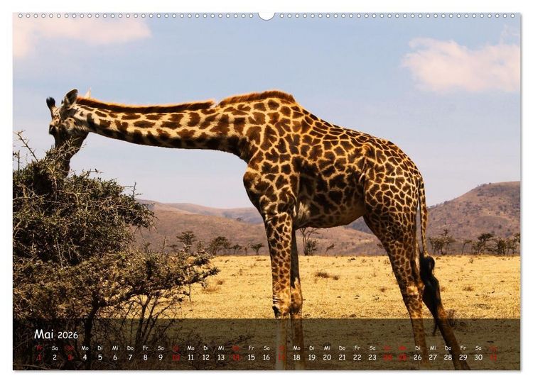 Produktbild: Wildes Ostafrika - Tansania und Kenia hautnah (hochwertiger Premium Wandkalender 2026 DIN A2 quer), Kunstdruck in Hochglanz