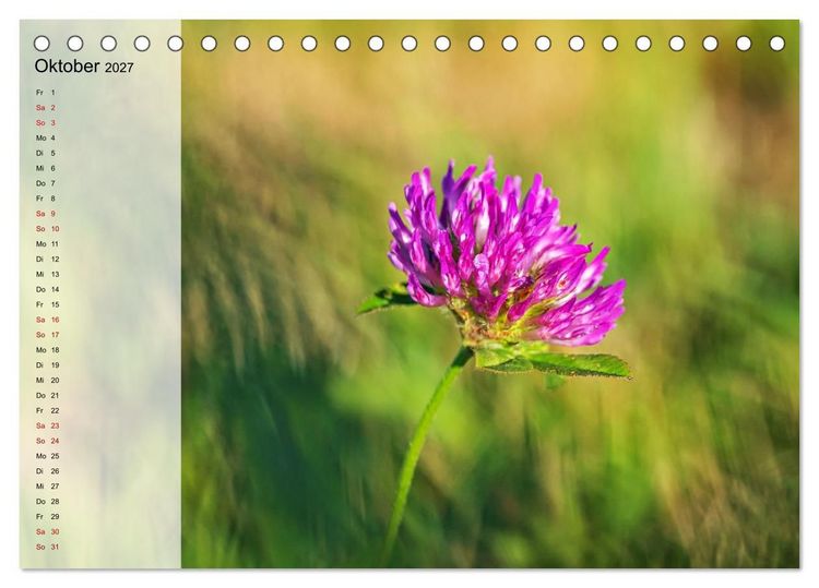 Produktbild: Sommerliche Bl&uuml;tenpoesie (Tischkalender 2027 DIN A5 quer), CALVENDO Monatskalender
