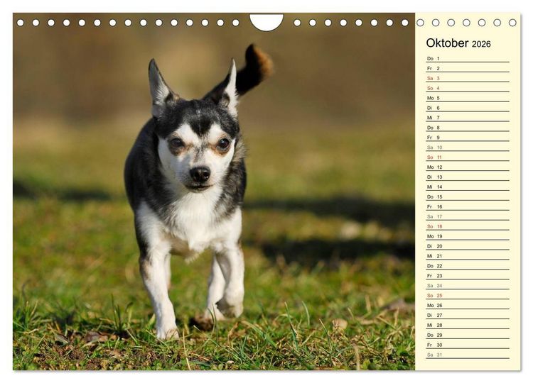 Produktbild: Chihuahua - Kleine Hunde ganz gro&szlig; (Wandkalender 2026 DIN A4 quer), CALVENDO Monatskalender