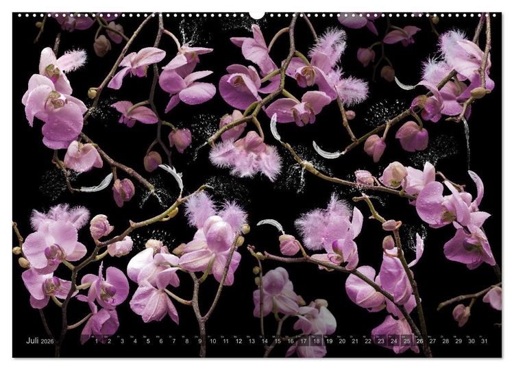 Produktbild: Orchidea (Wandkalender 2026 DIN A2 quer), CALVENDO Monatskalender