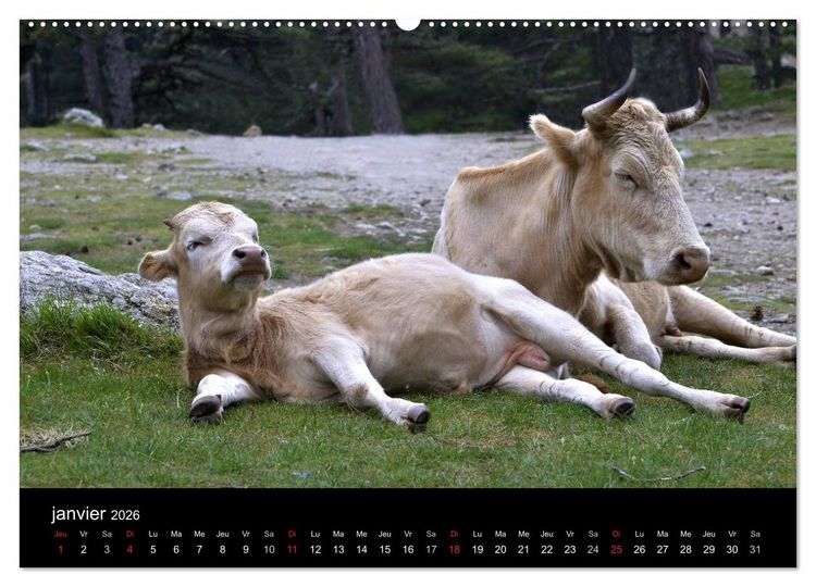 Produktbild: La Corse Ile de Beaut&eacute; (Calendrier mural 2026 DIN A2 vertical) calendrier de bureau