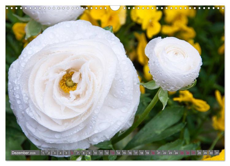Produktbild: Blumenpracht der Welt (Wandkalender 2026 DIN A3 quer), CALVENDO Monatskalender