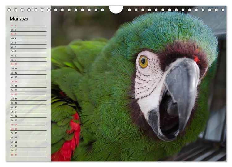 Produktbild: Papageien. Bunt, laut und klug (Wandkalender 2026 DIN A4 quer), CALVENDO Monatskalender