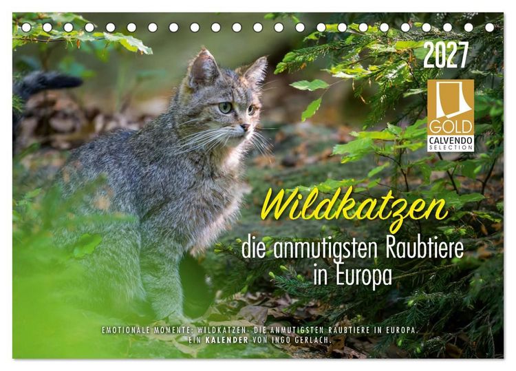 Produktbild: Wildkatzen - die anmutigsten Raubiere in Europa. (Tischkalender 2027 DIN A5 quer), CALVENDO Monatskalender