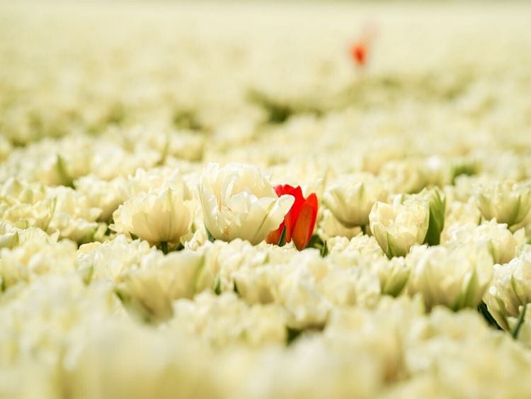 Produktbild: CALVENDO Puzzle Schneewei&szlig;e und rosarote Tulpen in Julianadorp | 1000 Teile Lege-Gr&ouml;&szlig;e 64x48cm Foto-Puzzle f&uuml;r gl&uuml;ckliche Stunden